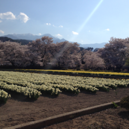 rupinus-kan