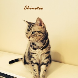 chinatoo　チナトゥー