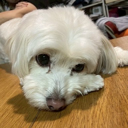 ino