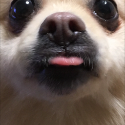 mm-mayu
