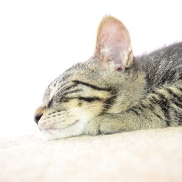 猫又