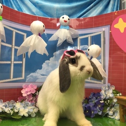 しらたまうさぎ