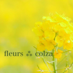 fleurs ⁂ colza