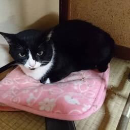 lepetitbijouduchat