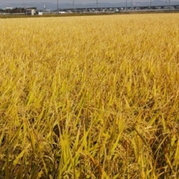 京都はつみ農園