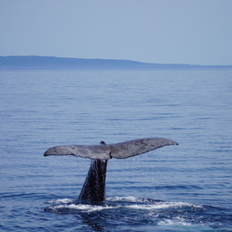 whalephoto