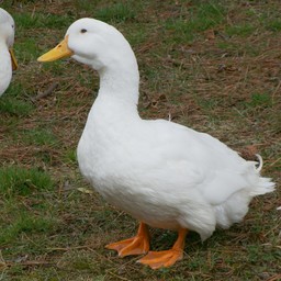 tannku57
