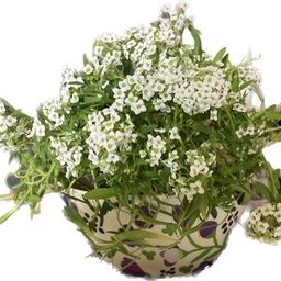 flower-bloss
