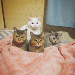 喜惣衛門(きそえもん)