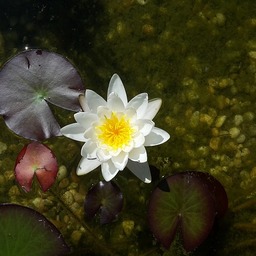 watermadeof*