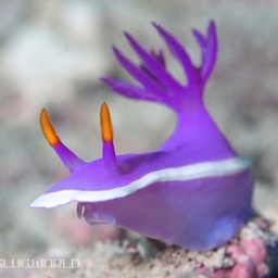 toraumamonkey