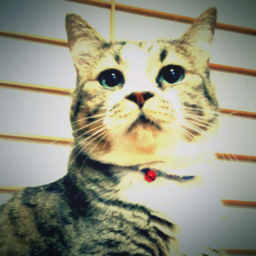 猫屋の娘