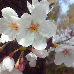 咲花-sakura-