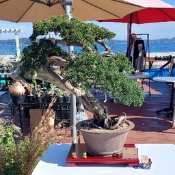 bonsai-michi