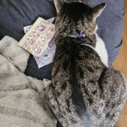 むらさきまあや