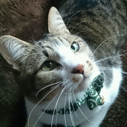 maru。