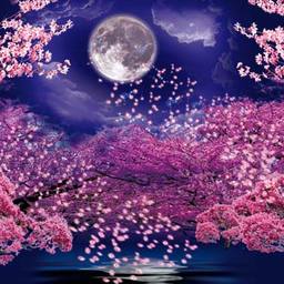 夜桜茶屋