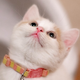 きなこ