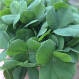 2clover2