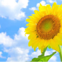 Sunflower.k