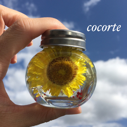 cocorte