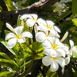 alohalei-322