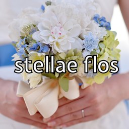 stellae flos
