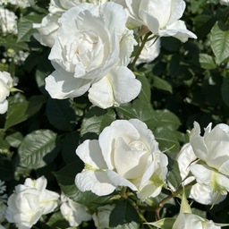 piu` felice