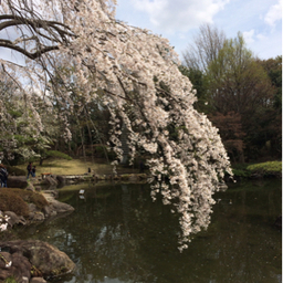 しるびぃ