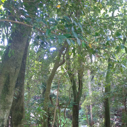 ｍｏｒｉｈａ