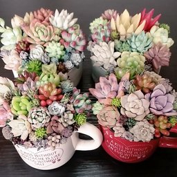 M-plant❁⃘*.ﾟ