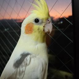 るりぽっぽ