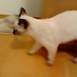 indicochat
