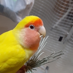 こざくら工房