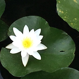 Ai-Leaf＆Flower