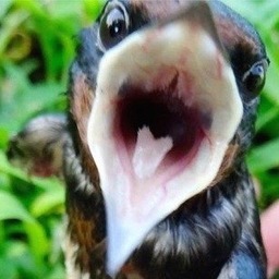 dancingbird