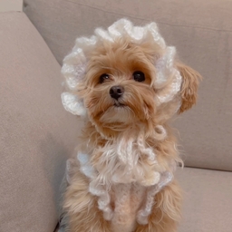 ぷりんのおへや