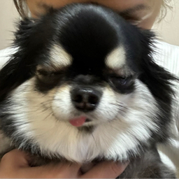 panmoka