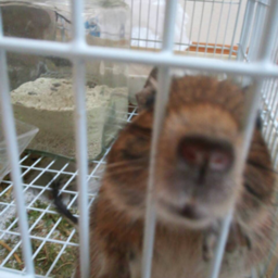 なーこ