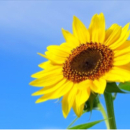 Girasole