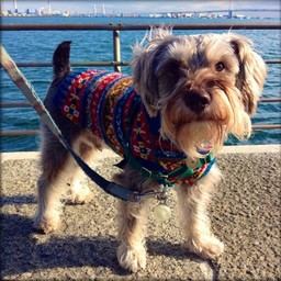 HomalitanHMsweater