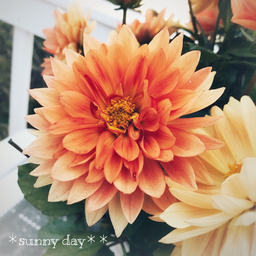 sunnydayhrnh