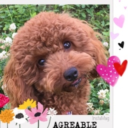 Agréable