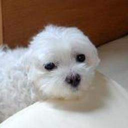 sapporocco