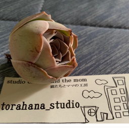 torahana_studio
