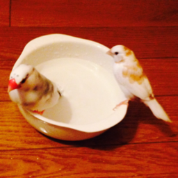 かもめ