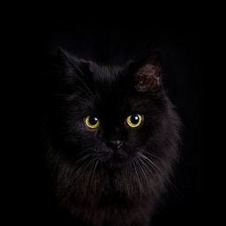 ジョー