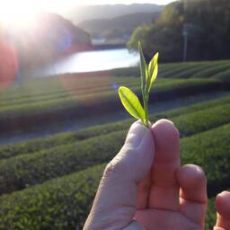 森井ファームのお茶