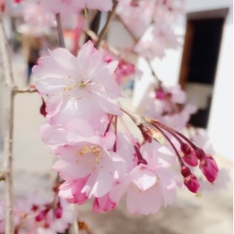 kanbe_hanbe_