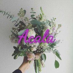 Acala